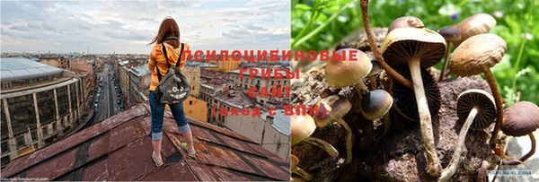 амф Богданович